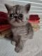 Exotic Shorthair Cats for sale in Miami, FL, USA. price: NA