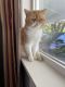 Exotic Shorthair Cats for sale in Jasmine St, Denver, CO, USA. price: $650
