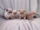 Exotic Shorthair Cats for sale in Palmetto, FL 34221, USA. price: $1,500
