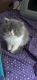 Exotic Shorthair Cats for sale in Newnan, GA, USA. price: NA
