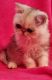 Exotic Shorthair Cats for sale in Springfield, MO, USA. price: $850