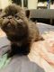 Exotic Shorthair Cats for sale in Lebanon, PA, USA. price: $400