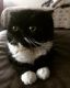 Exotic Shorthair Cats for sale in San Francisco, CA, USA. price: NA