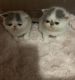 Exotic Shorthair Cats for sale in Jackson, GA 30233, USA. price: $850