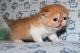 Exotic Shorthair Cats for sale in Florida Mall Ave, Orlando, FL 32809, USA. price: NA