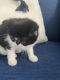 Exotic Shorthair Cats for sale in Fort Myers, FL, USA. price: NA