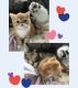 Exotic Shorthair Cats for sale in Boerne, TX 78006, USA. price: $1,200
