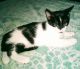 Exotic Shorthair Cats for sale in Palm Bay, FL, USA. price: $25