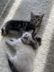 Exotic Shorthair Cats for sale in Laingsburg, MI 48848, USA. price: $400