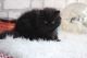 Exotic Shorthair Cats for sale in Sedalia, MO 65301, USA. price: $600