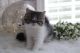Exotic Shorthair Cats for sale in Sedalia, MO 65301, USA. price: NA