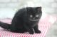 Exotic Shorthair Cats for sale in Sedalia, MO 65301, USA. price: NA