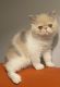 Exotic Shorthair Cats for sale in Newark, OH, USA. price: $900