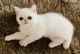 Exotic Shorthair Cats for sale in Pensacola, FL, USA. price: NA