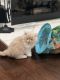 Exotic Shorthair Cats for sale in Cross Plains, TN, USA. price: $2,100