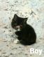 Exotic Shorthair Cats for sale in Tulare, CA 93274, USA. price: $1,300