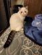 Exotic Shorthair Cats for sale in Milwaukee, WI, USA. price: NA