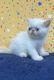 Exotic Shorthair Cats for sale in Cedar Grove, NJ 07009, USA. price: NA