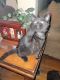 Exotic Shorthair Cats for sale in Milwaukee, WI, USA. price: $150