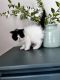 Exotic Shorthair Cats for sale in Northville, MI 48168, USA. price: $800