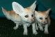 Exotic Shorthair Cats for sale in Texas City, TX, USA. price: $1,500