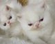 Exotic Shorthair Cats for sale in 24701 Hallwood Ct, Farmington Hills, MI 48335, USA. price: $500