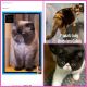Exotic Shorthair Cats for sale in Newport, NH 03773, USA. price: NA