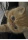 Exotic Shorthair Cats for sale in Fort Myers, FL, USA. price: $975