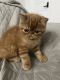 Exotic Shorthair Cats for sale in Fort Myers, FL, USA. price: $900