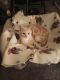 Exotic Shorthair Cats for sale in Mishawaka, IN, USA. price: NA