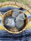 Exotic Shorthair Cats for sale in Orange Park, FL 32073, USA. price: NA