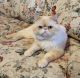 Exotic Shorthair Cats for sale in Clearwater, FL, USA. price: $1,000