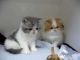 Exotic Shorthair Cats for sale in Orlando, FL, USA. price: $900
