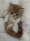 Exotic Shorthair Cats for sale in Delray Beach, FL, USA. price: $800