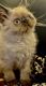 Exotic Shorthair Cats for sale in Fort Smith, AR, USA. price: NA