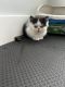 Exotic Shorthair Cats for sale in Lawrenceville, GA, USA. price: NA