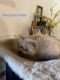 Exotic Shorthair Cats for sale in Altoona, PA, USA. price: $1,000