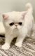 Exotic Shorthair Cats for sale in Chipley, FL 32428, USA. price: NA