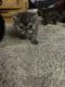 Exotic Shorthair Cats for sale in Newnan, GA, USA. price: $1,200