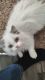 Exotic Shorthair Cats for sale in 1610 N Murray Blvd, Colorado Springs, CO 80915, USA. price: $1,000