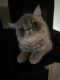 Exotic Shorthair Cats for sale in 6867 Chickering Rd, Fort Worth, TX 76116, USA. price: NA