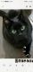 Exotic Shorthair Cats for sale in Farmington Hills, MI, USA. price: NA