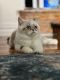 Exotic Shorthair Cats for sale in Bronx, NY 10457, USA. price: NA