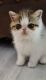Exotic Shorthair Cats for sale in Lebanon, OR 97355, USA. price: $800
