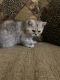 Exotic Shorthair Cats for sale in Las Vegas, NV, USA. price: $1,450
