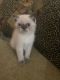 Exotic Shorthair Cats for sale in Las Vegas, NV, USA. price: $900