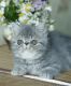 Exotic Shorthair Cats for sale in Washington, DC, USA. price: $900