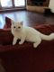Exotic Shorthair Cats for sale in Talco, TX 75487, USA. price: $500
