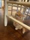 Exotic Shorthair Cats for sale in Talco, TX 75487, USA. price: $600