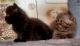 Exotic Shorthair Cats for sale in Muscle Shoals, AL 35662, USA. price: $750